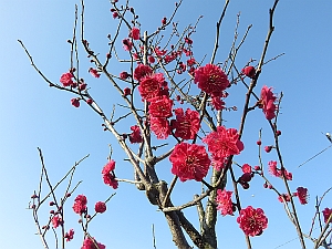紅梅