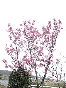 陽光桜